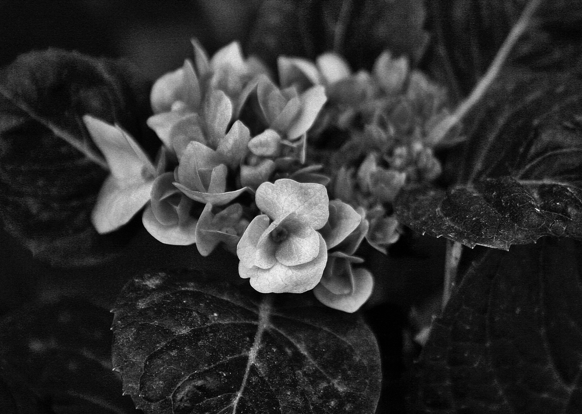 florets black white free photo