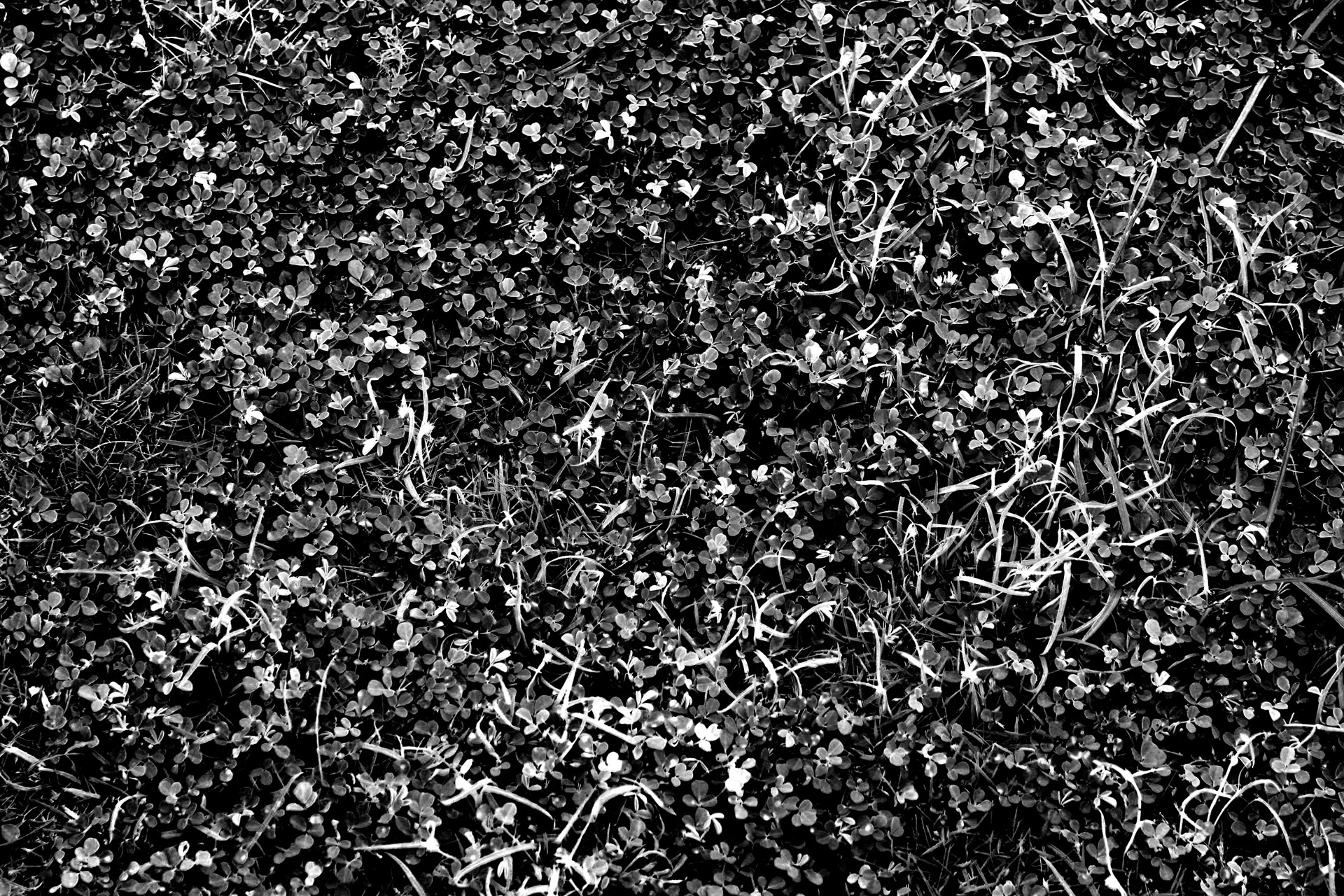 black and white background grass infrared free photo