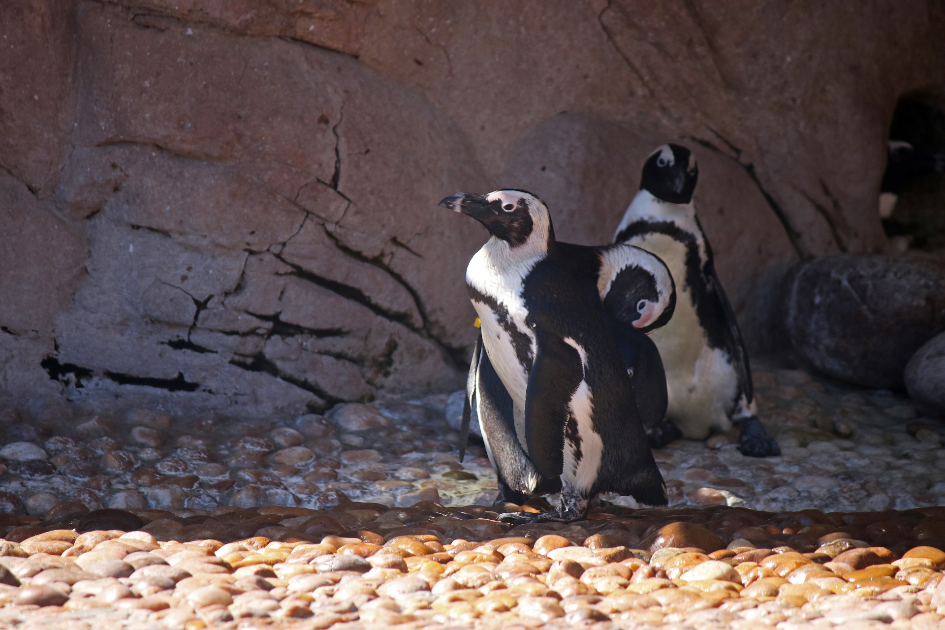 penguins birds aquatic free photo