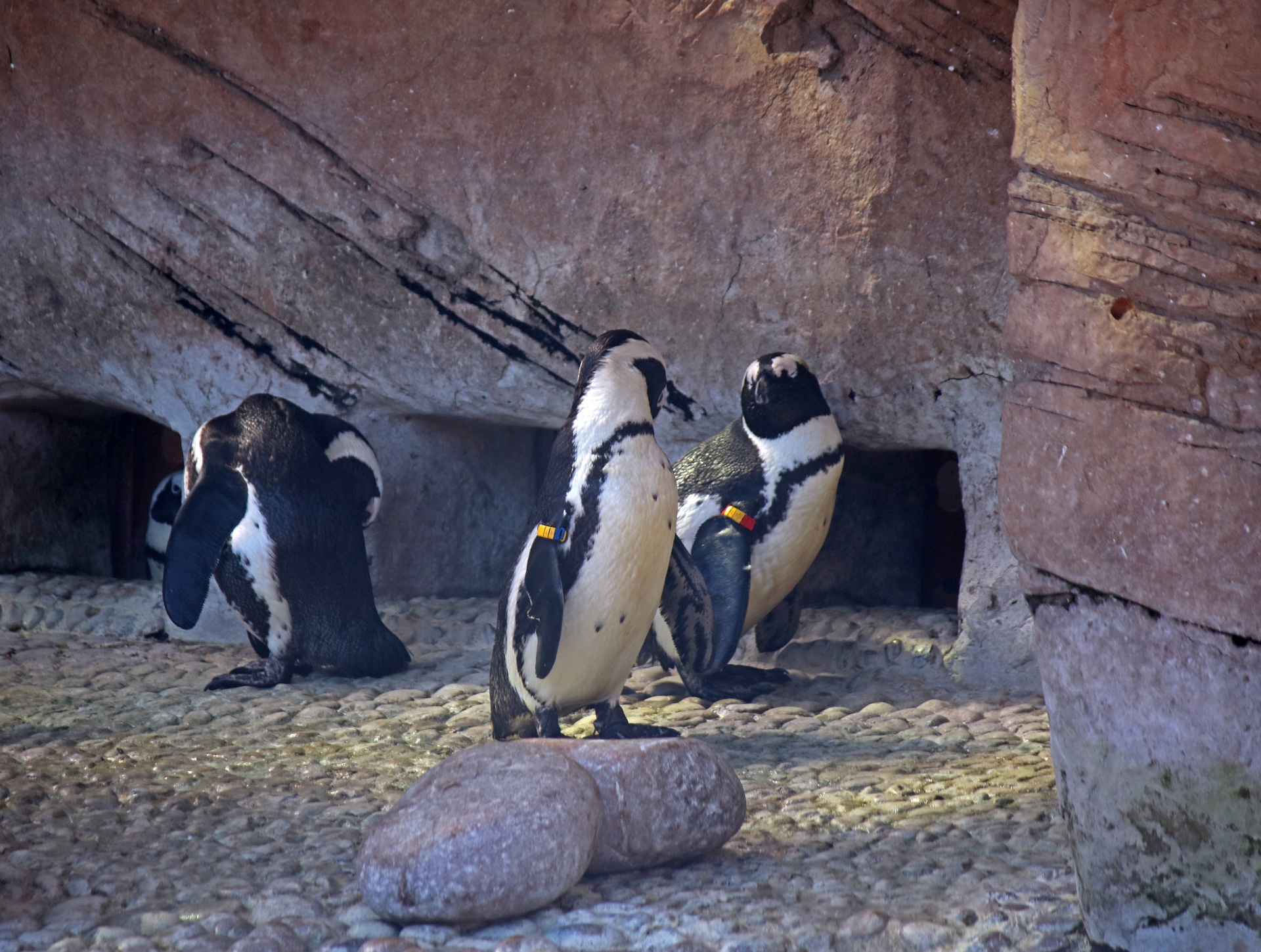 penguins birds aquatic free photo