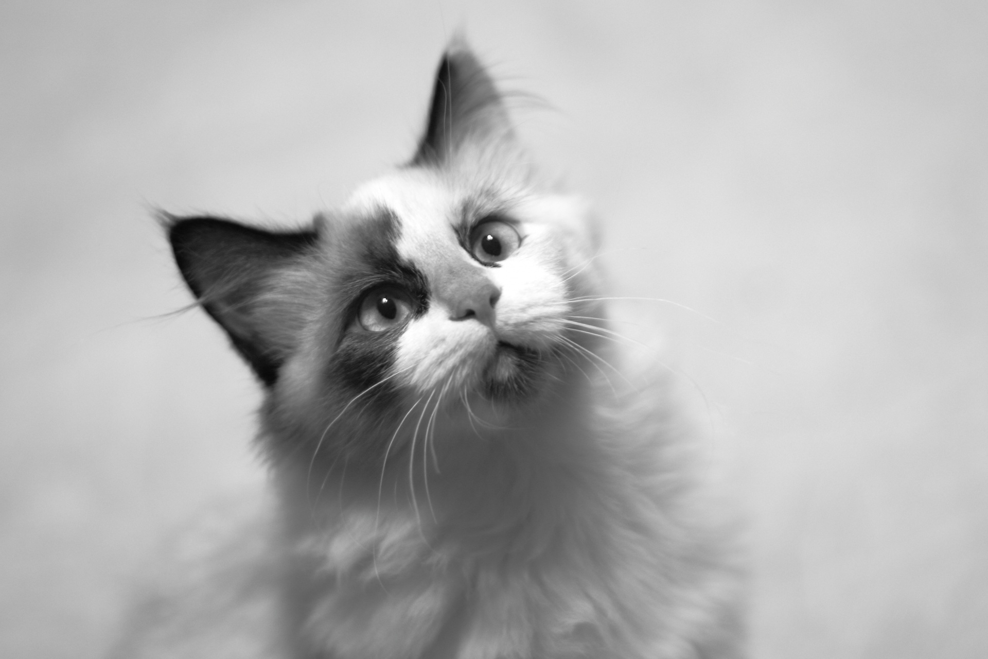 black white kitten portrait free photo