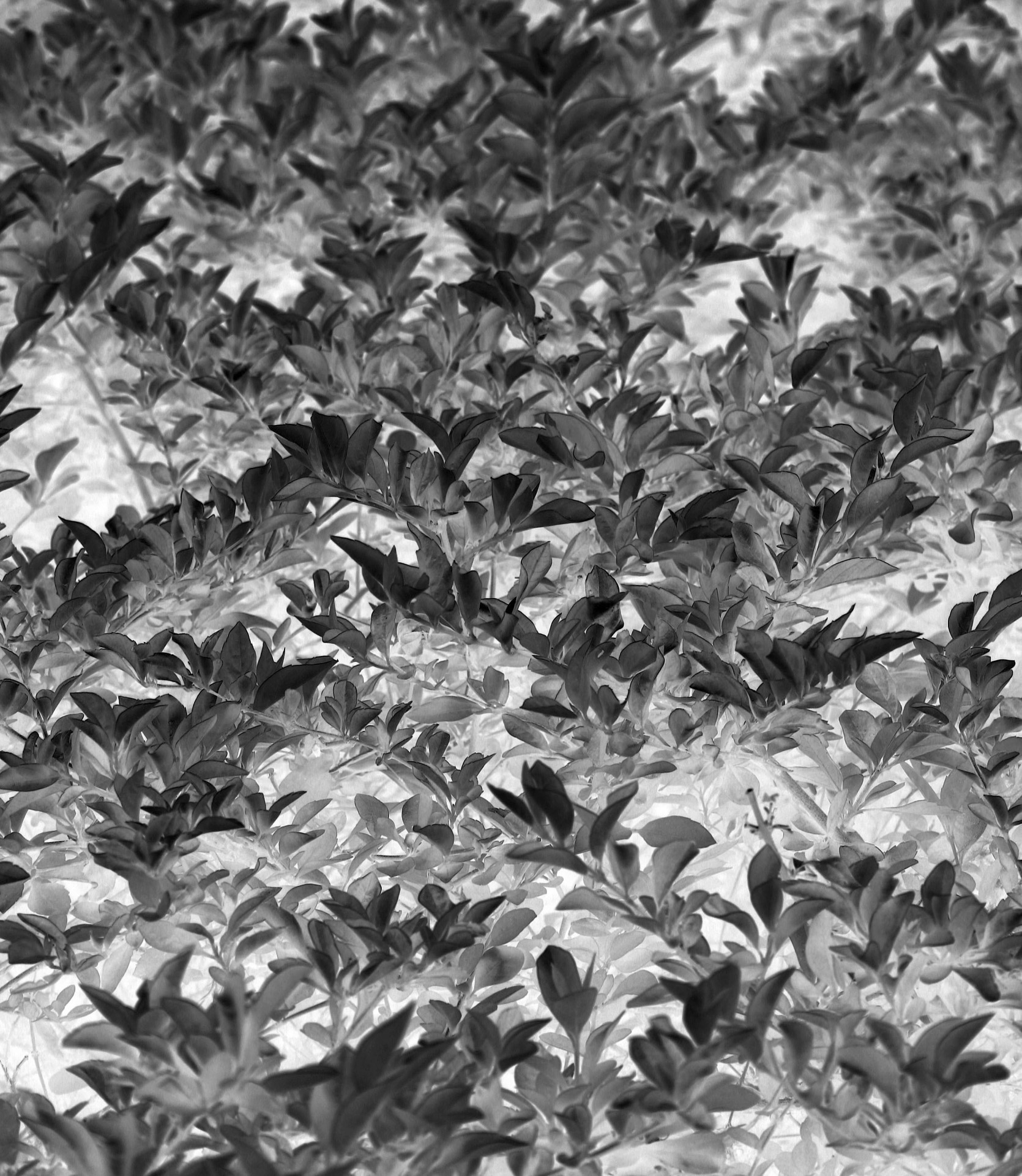 leaves spread black free photo