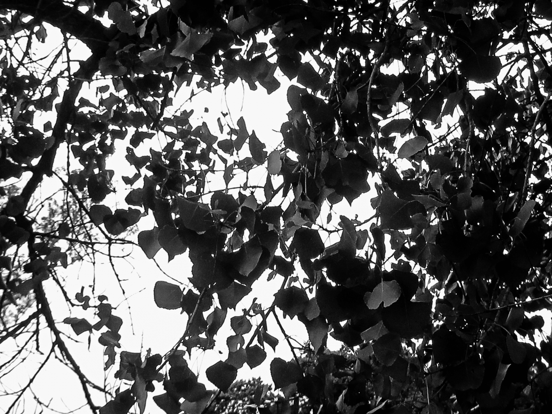 tree leaves foliage free photo