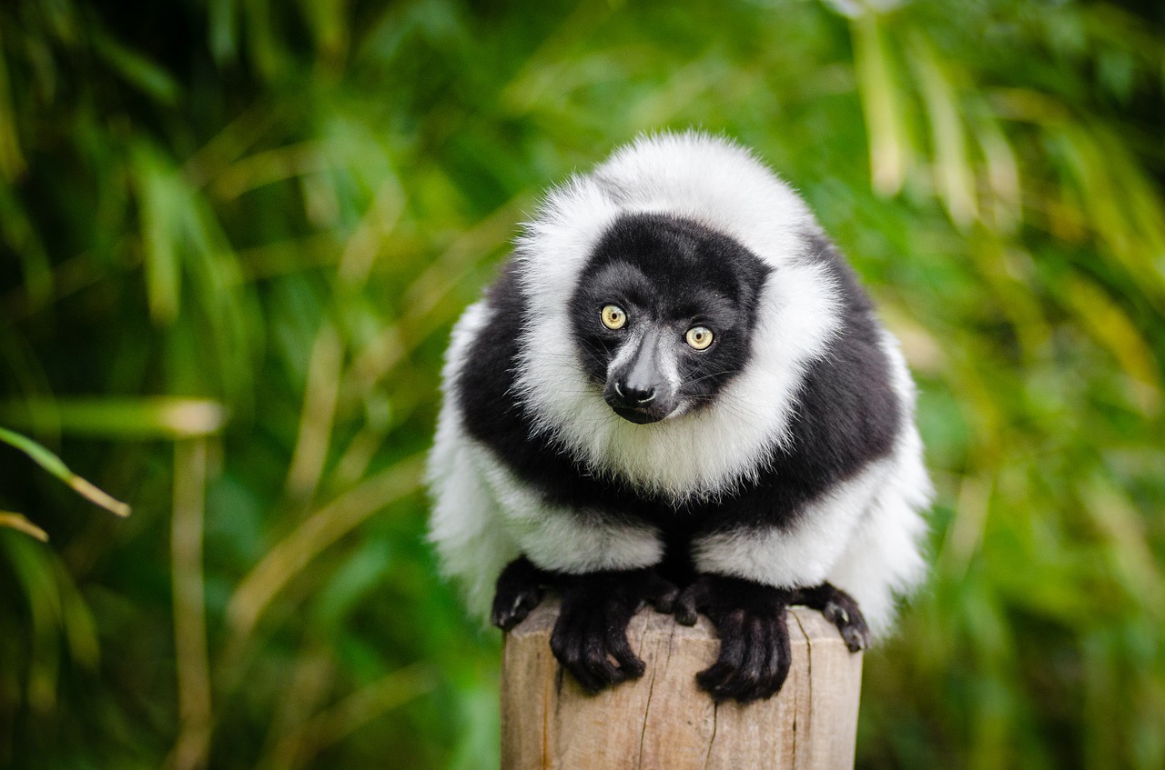 lemur madagascar primate free photo