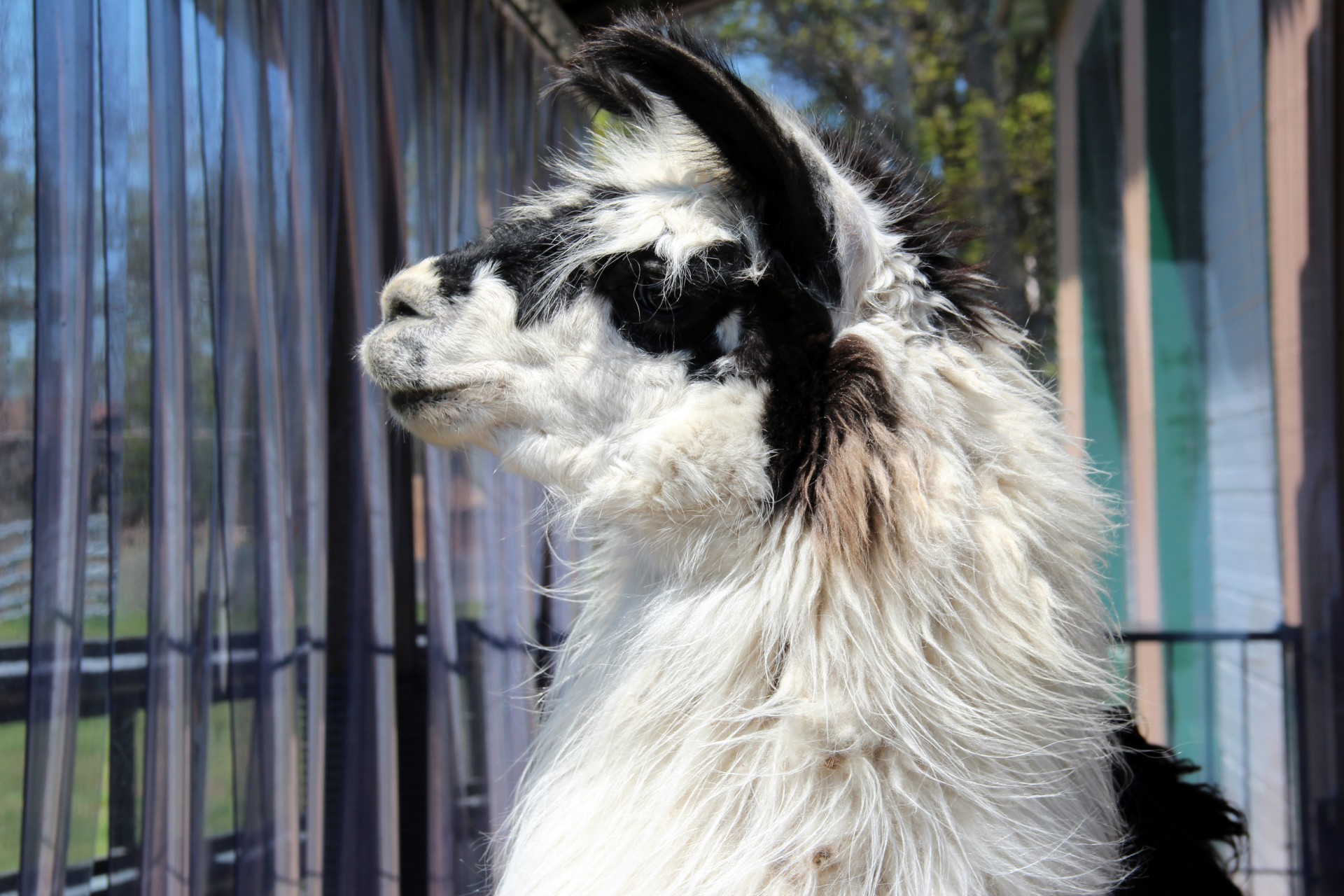llama animals farm free photo