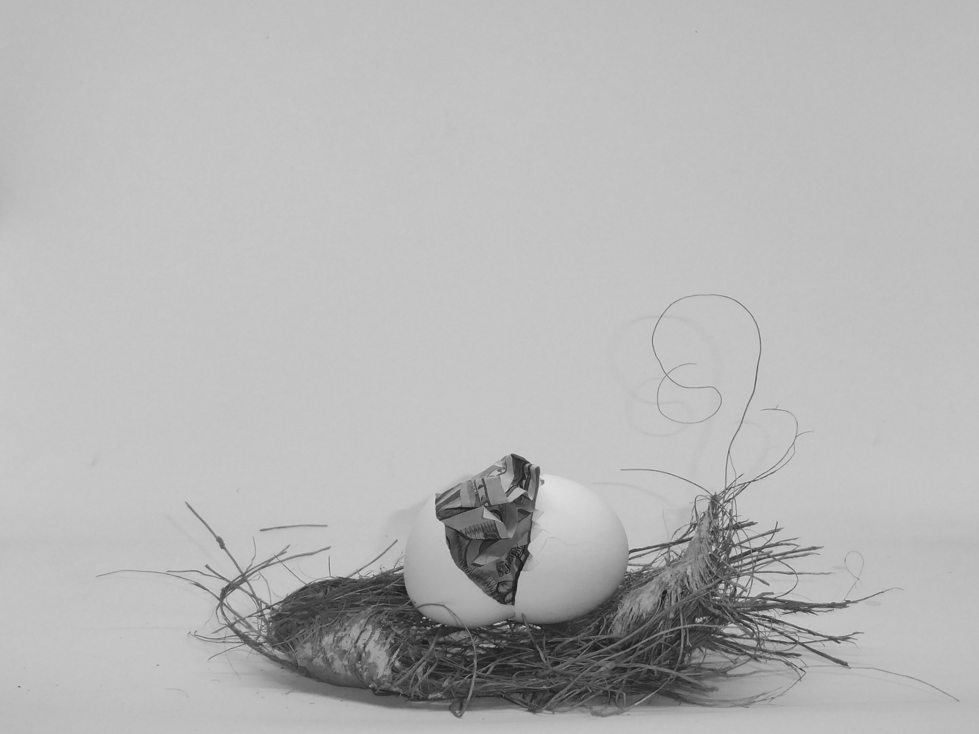 nest egg money egg shell free photo