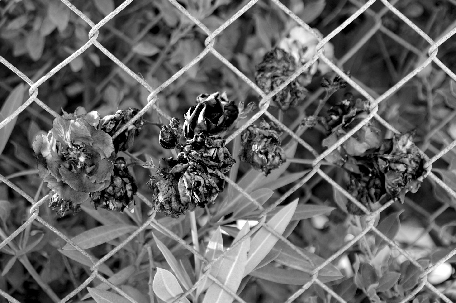 black white oleander chain-link free photo