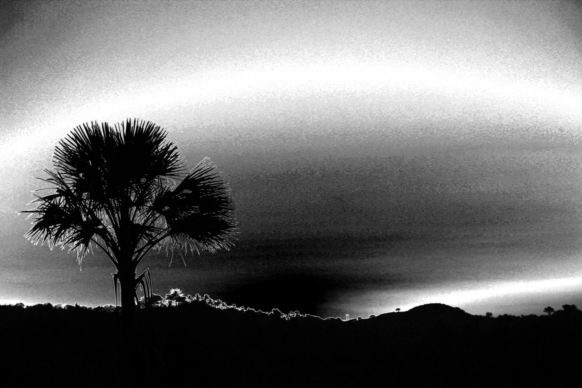 black white palm tree black white palm tree free photo