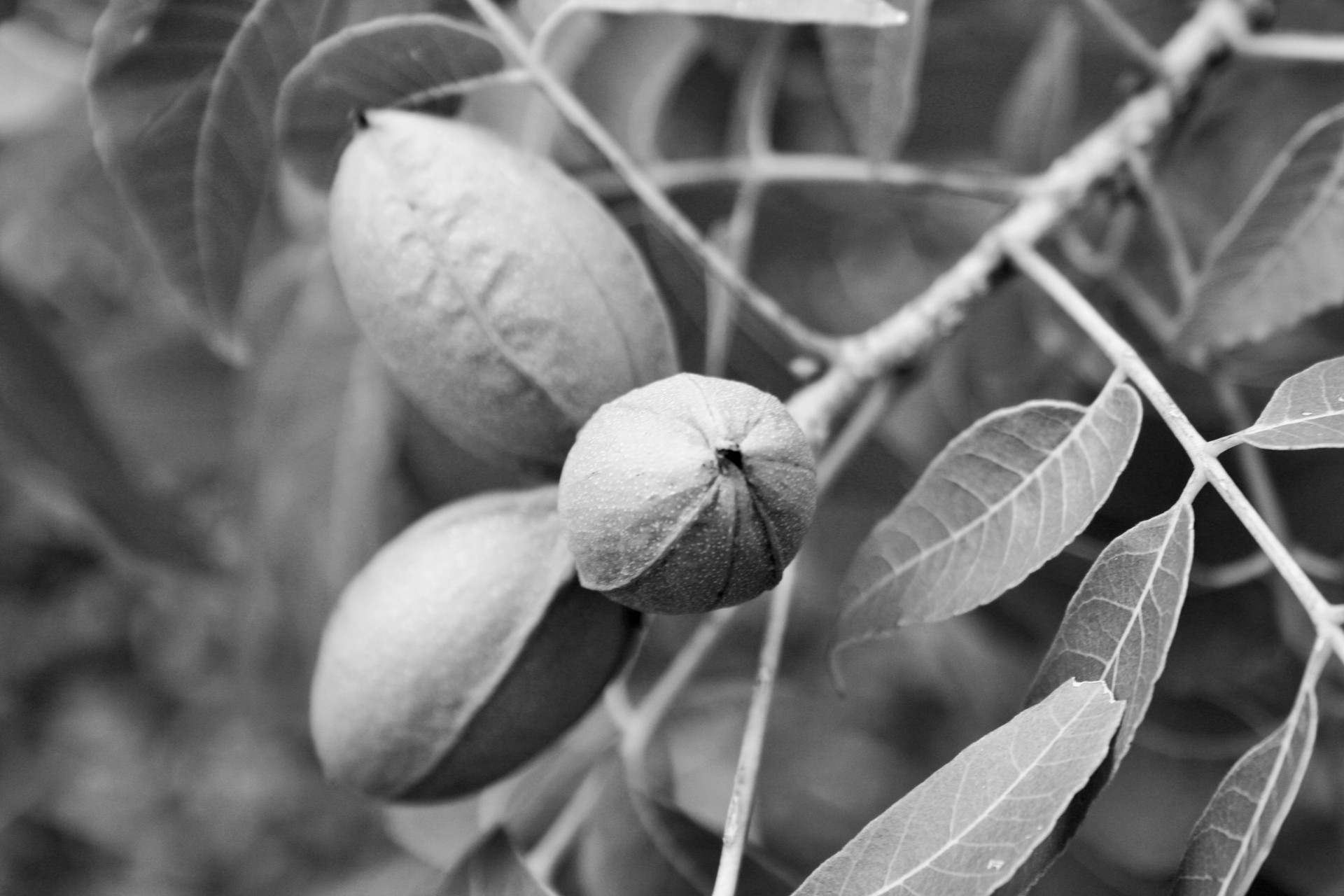 nuts pecan black white free photo