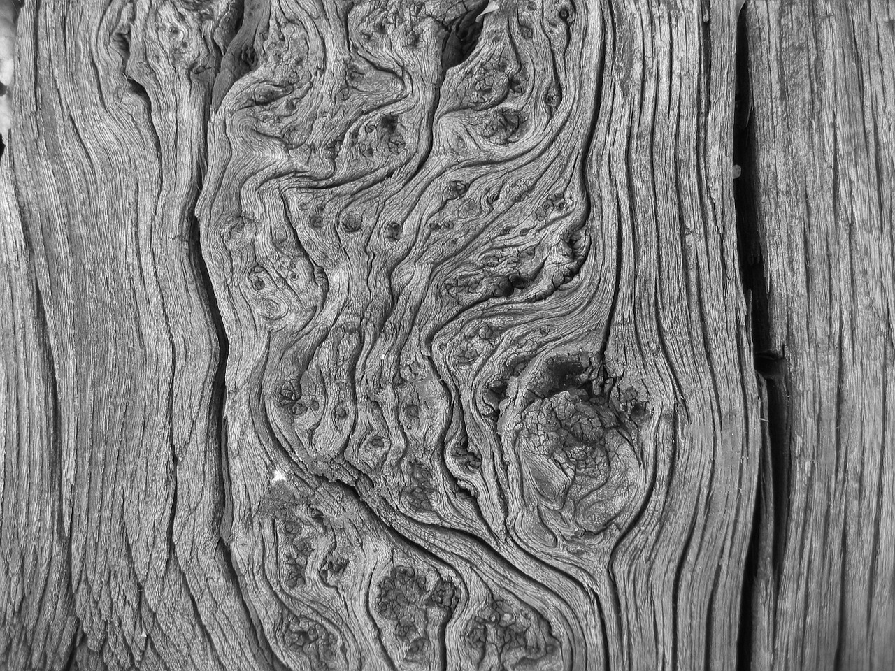 black and white photo wood trunk free photo