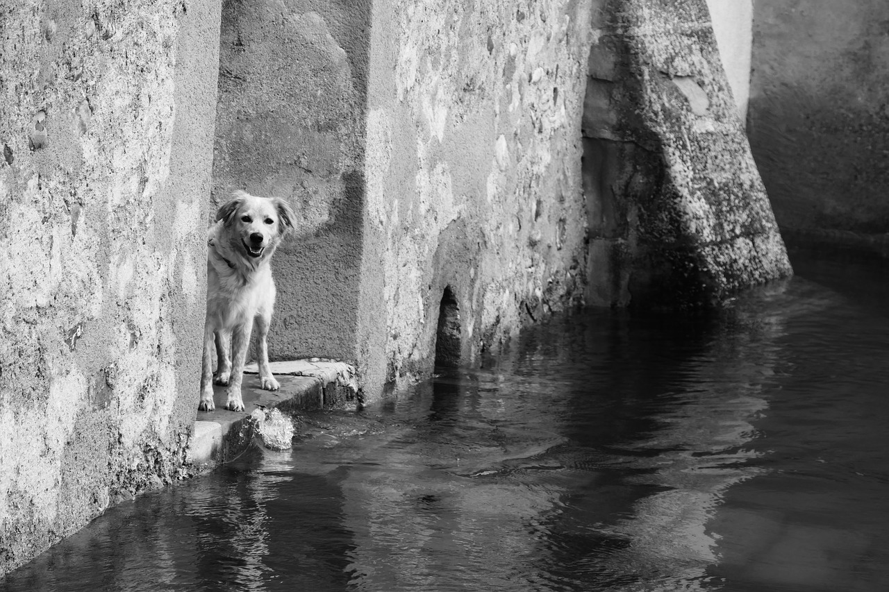 black and white photography  waters  dog free photo