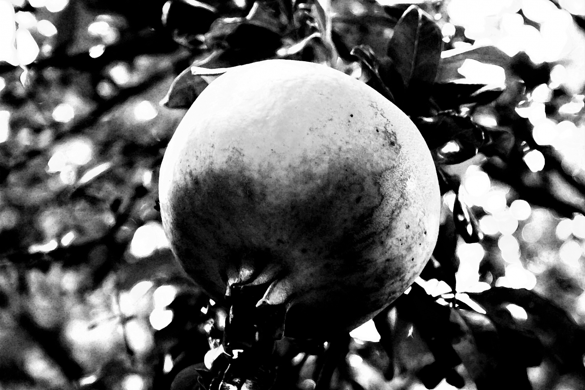 fruit pomegranate round free photo