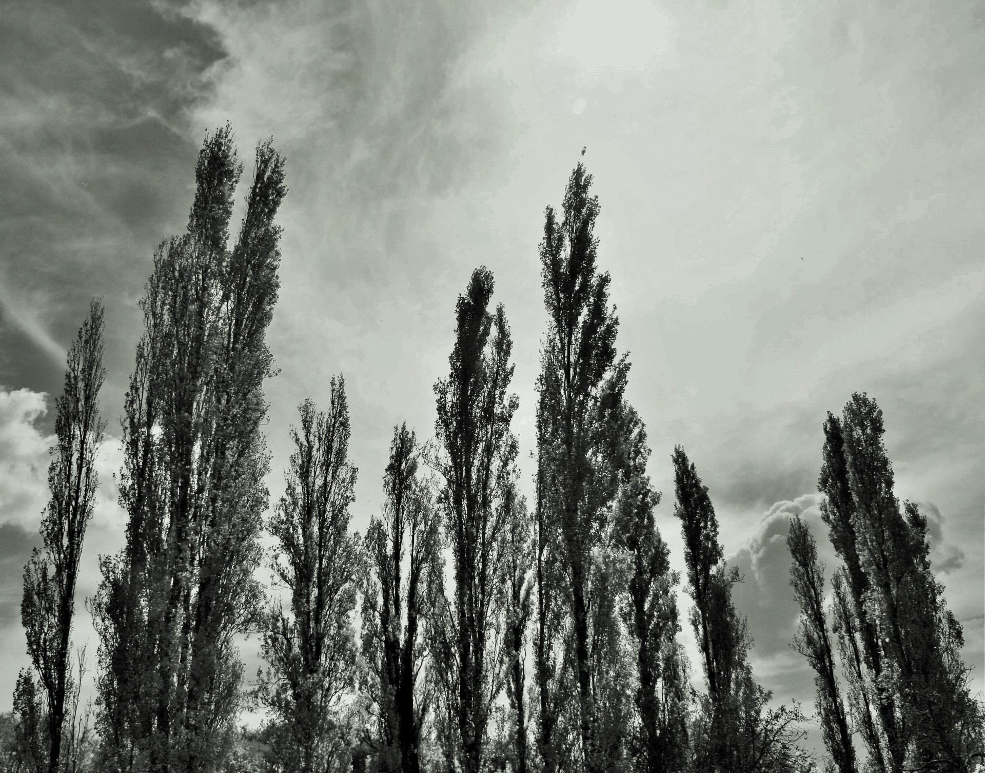 trees poplar tall free photo