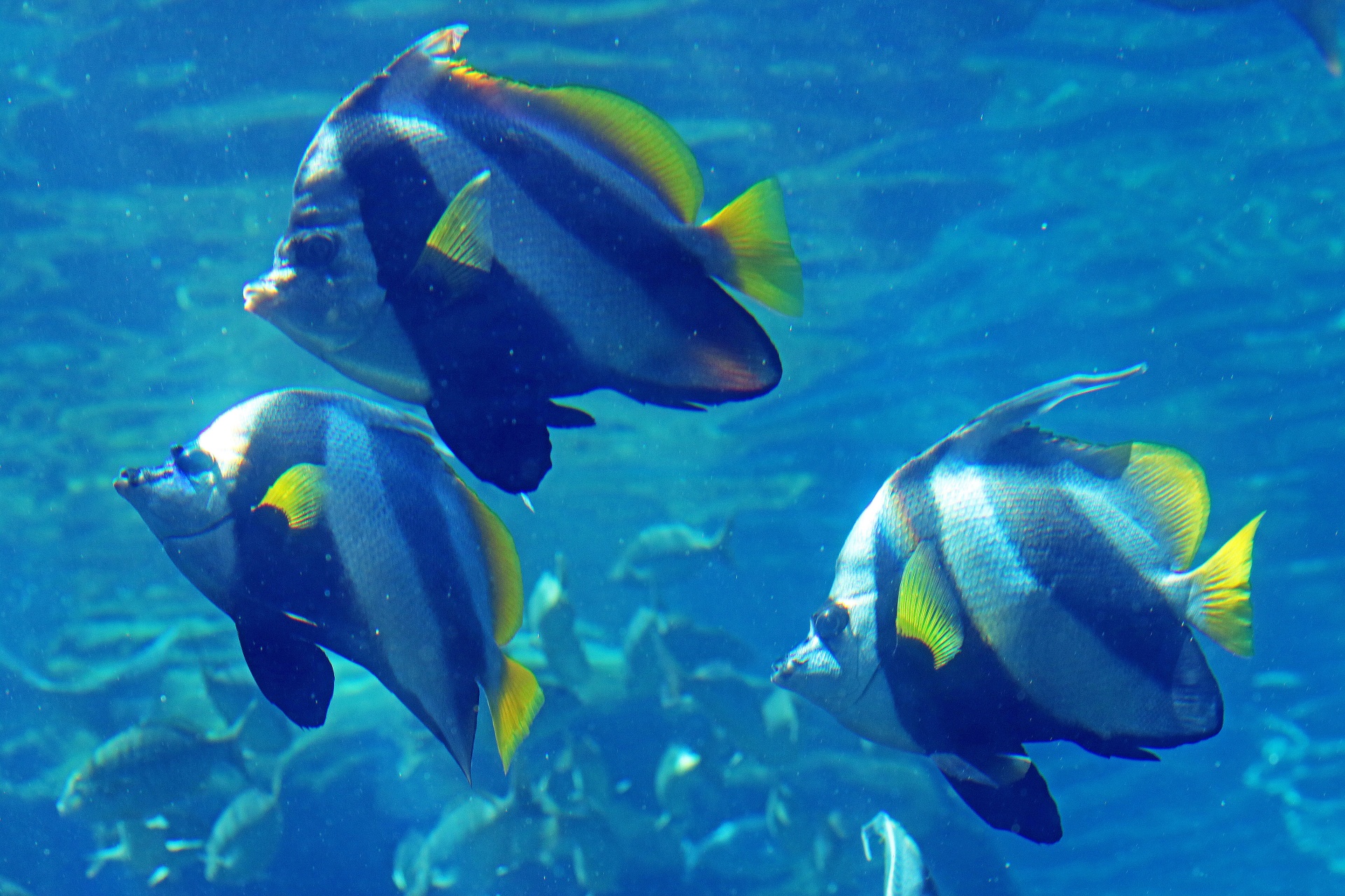 fish aquatic oceanic free photo