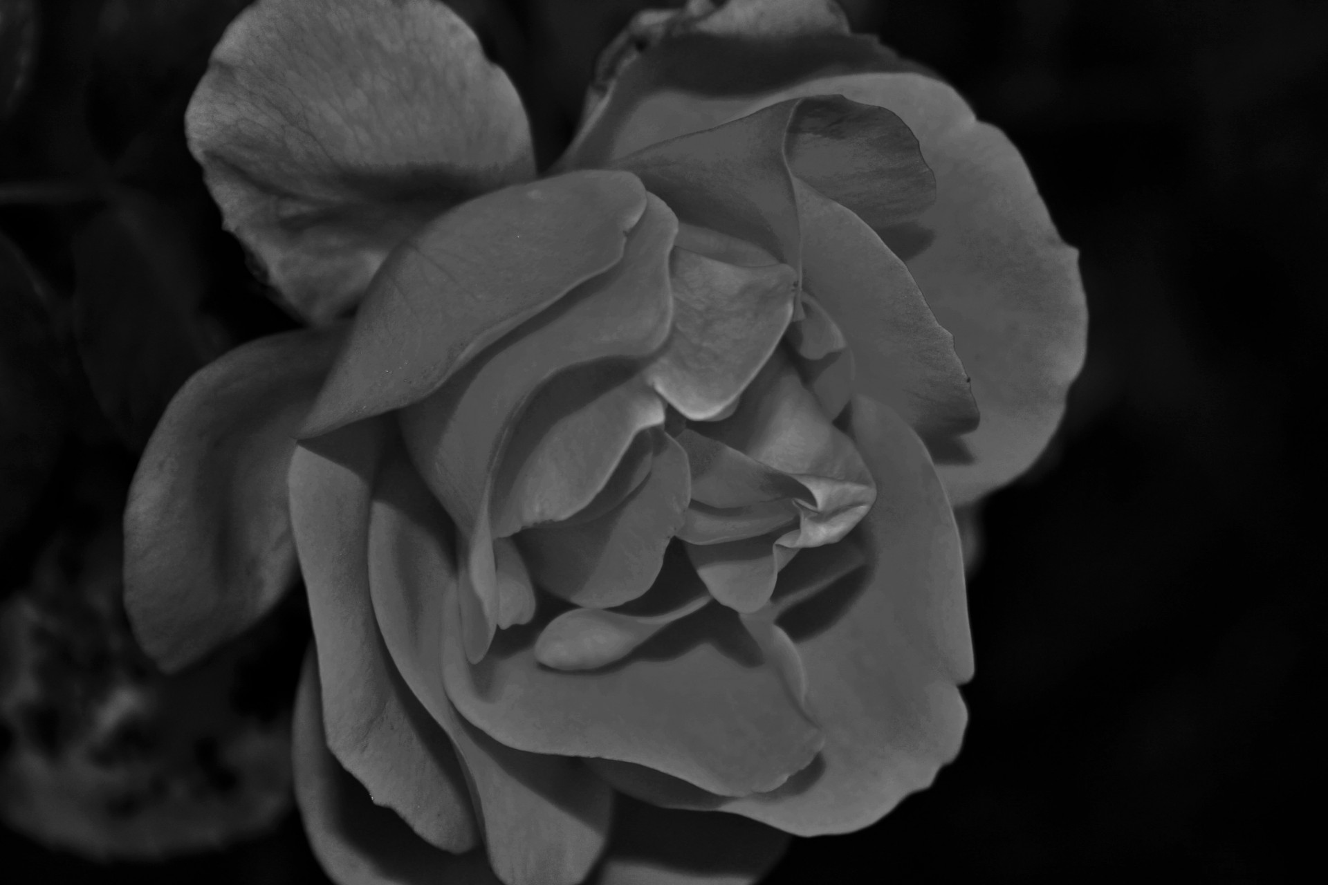 rose pretty black free photo