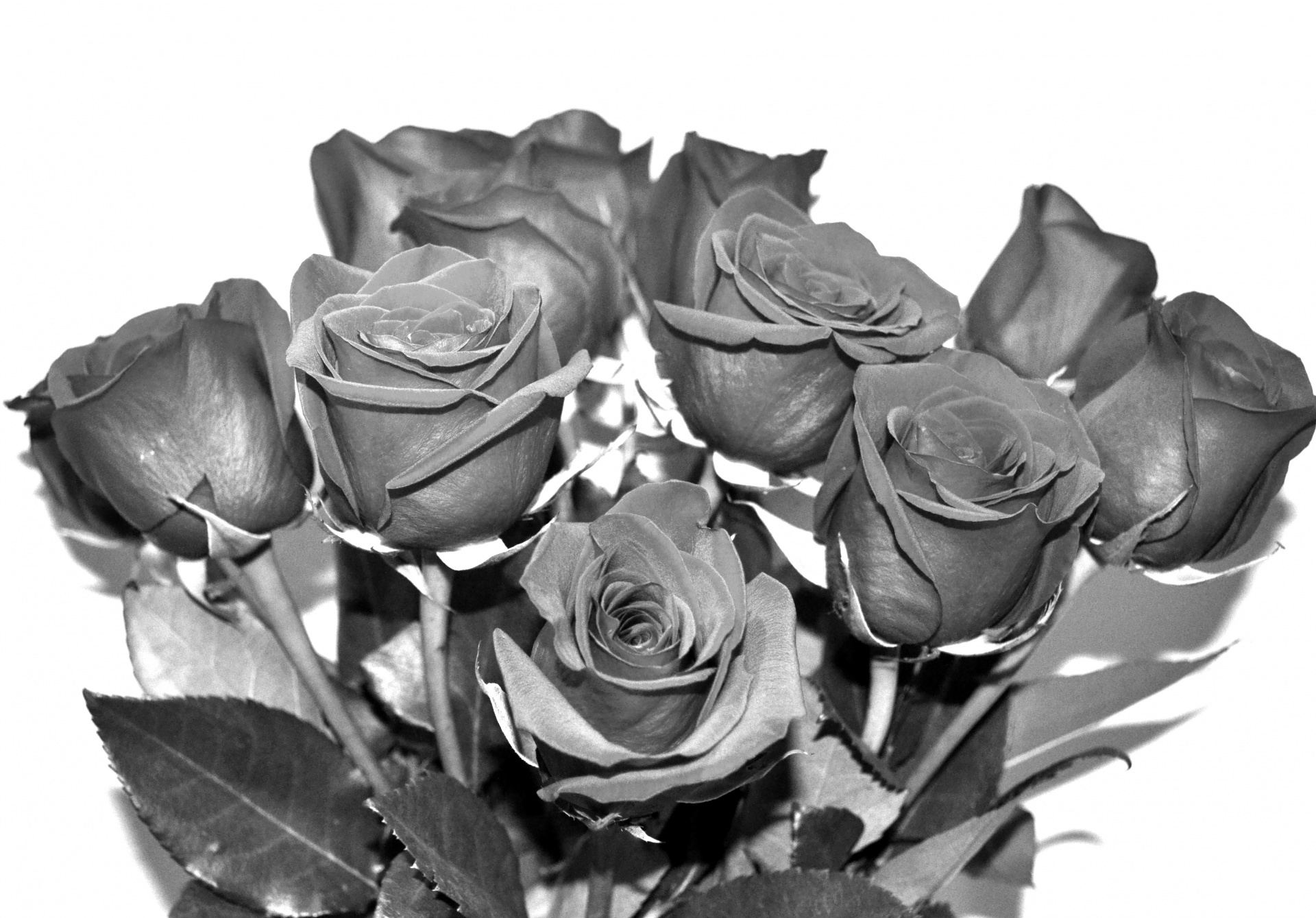 flowers roses black white free photo