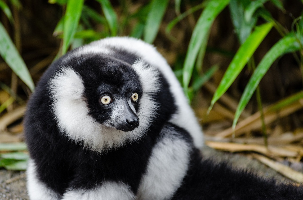 black and white ruffed lemur wildlife madagascar free photo