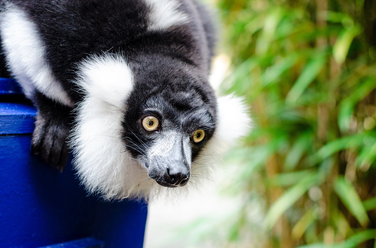 black and white ruffed lemur wildlife madagascar free photo