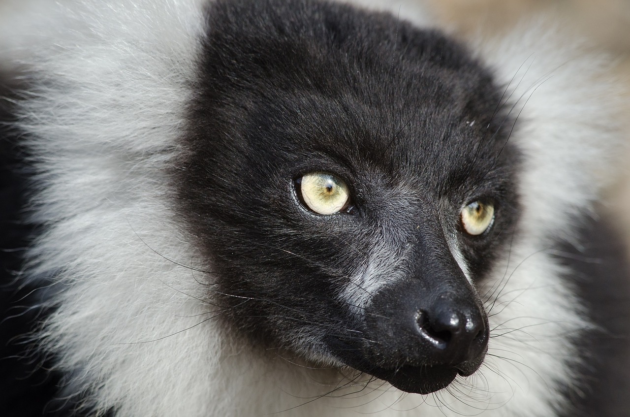 black and white ruffed lemur wildlife madagascar free photo