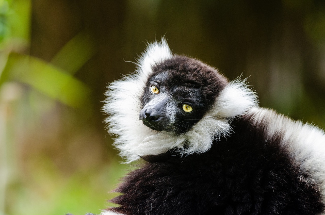 black and white ruffed lemur wildlife madagascar free photo