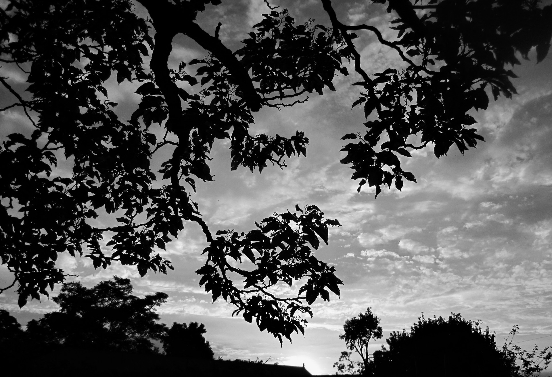 sundown tree black white free photo