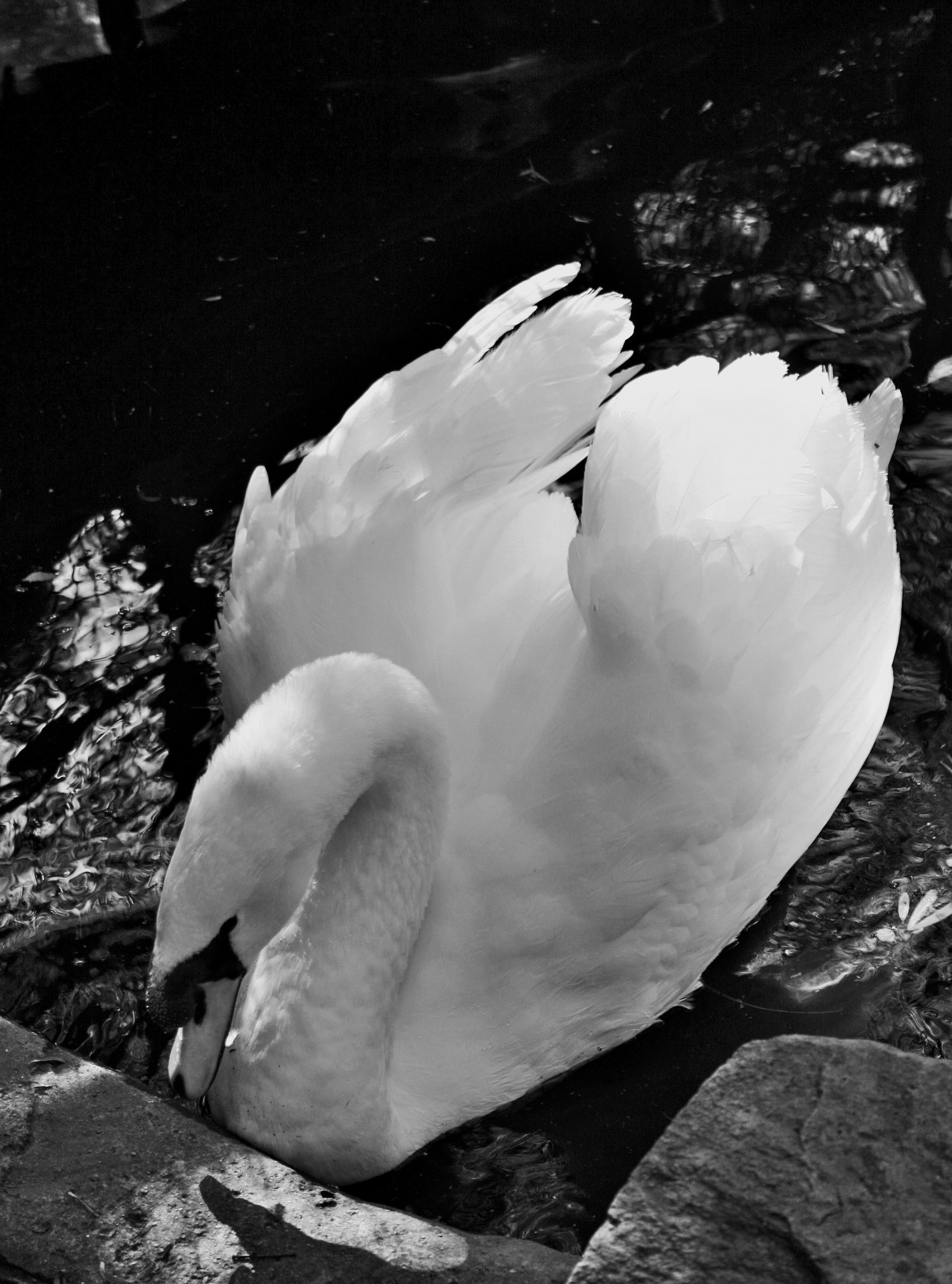 bird swan water free photo