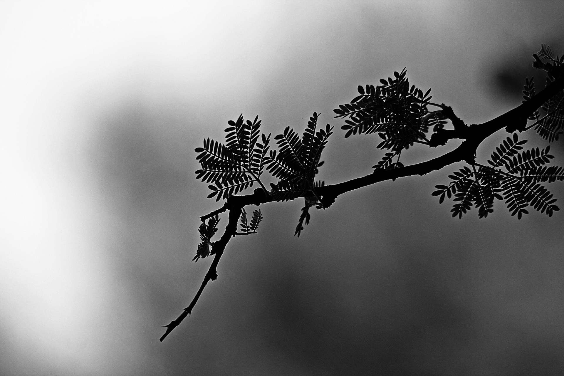 tree twig thorn free photo
