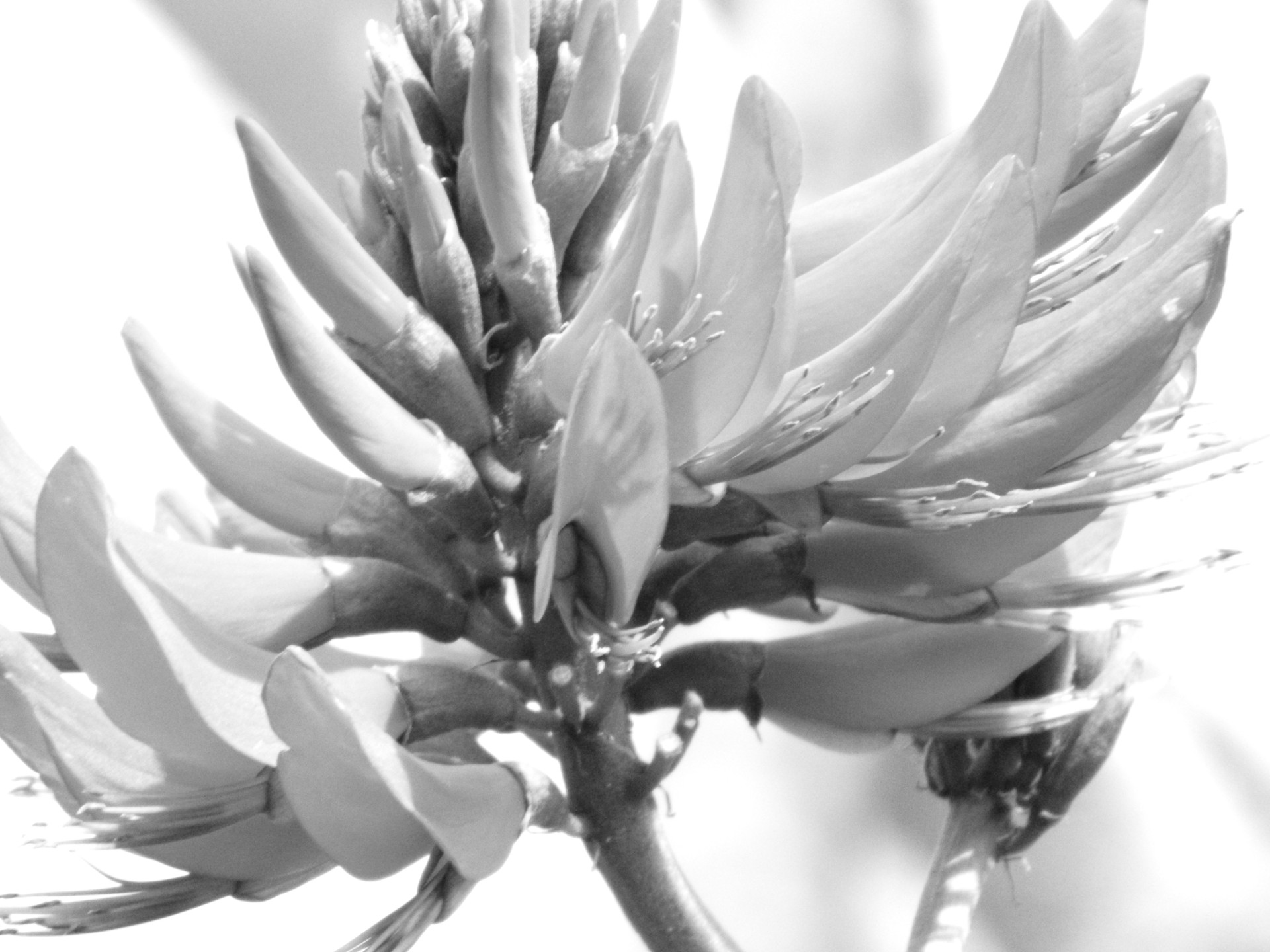 black white black white flower tree flower free photo