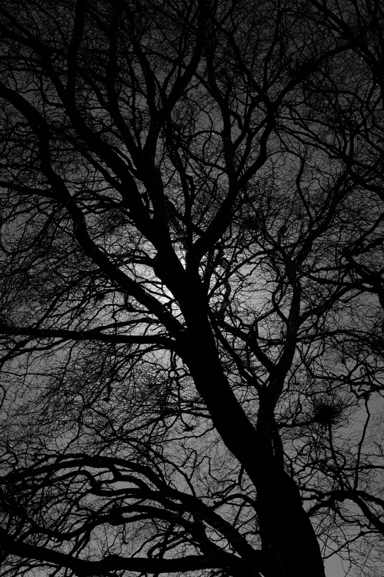 bare black branch free photo