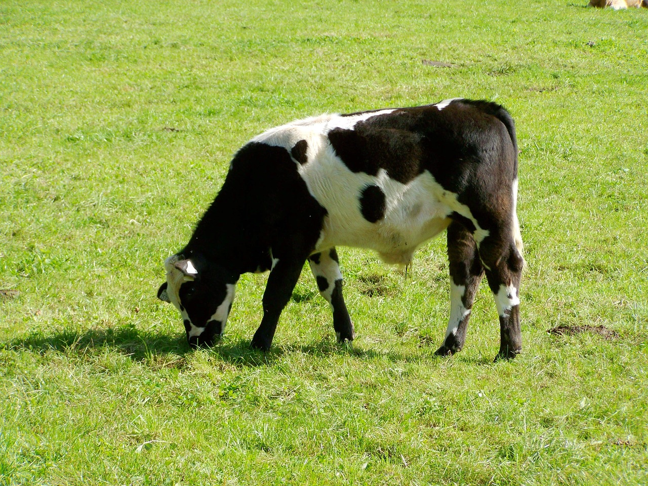 black-and-white veal cattle green pastures free photo