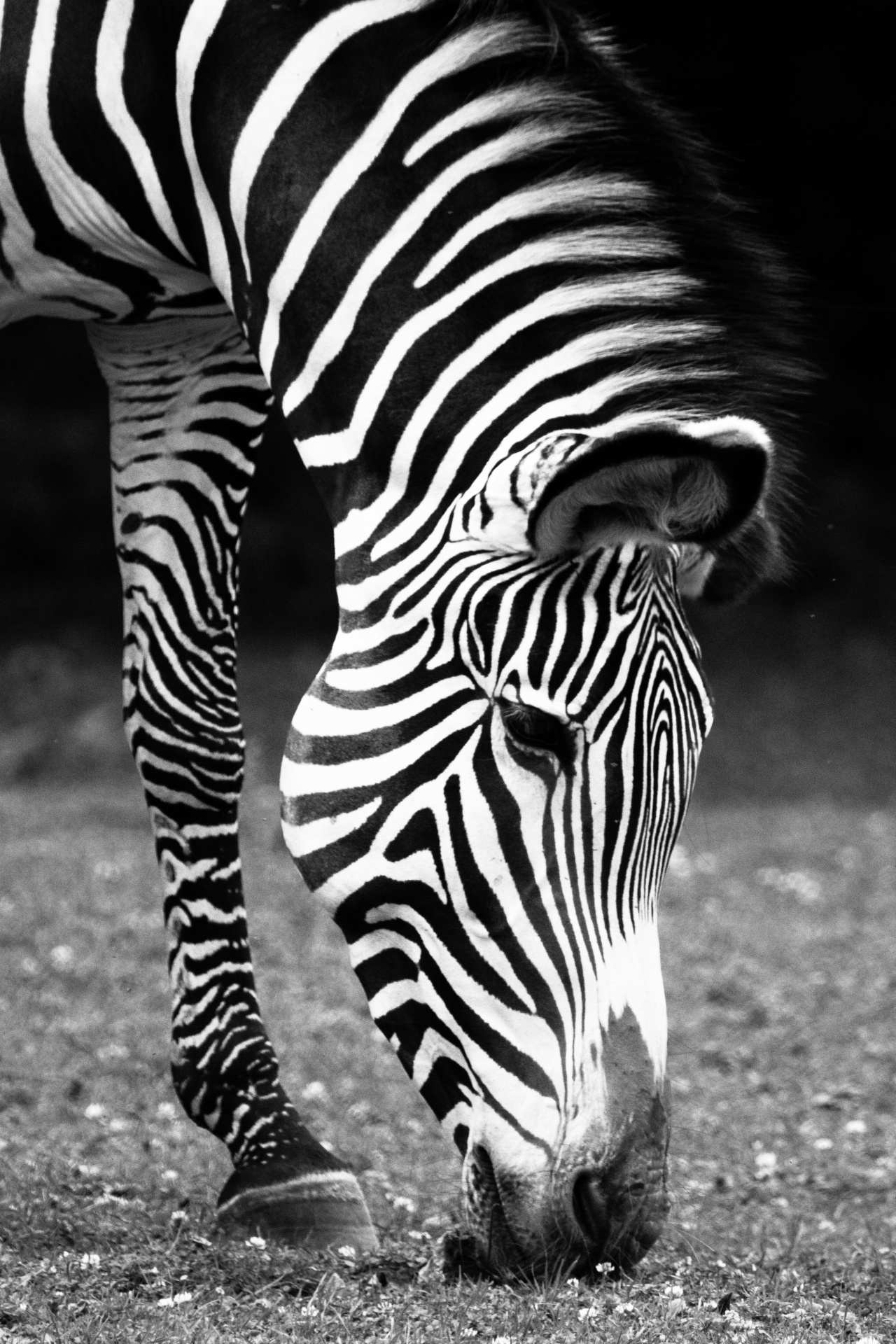 africa african animal free photo