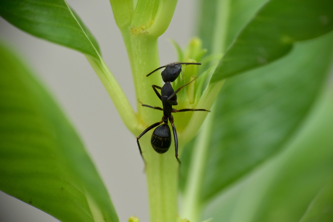 black ant  insect  garden ant free photo