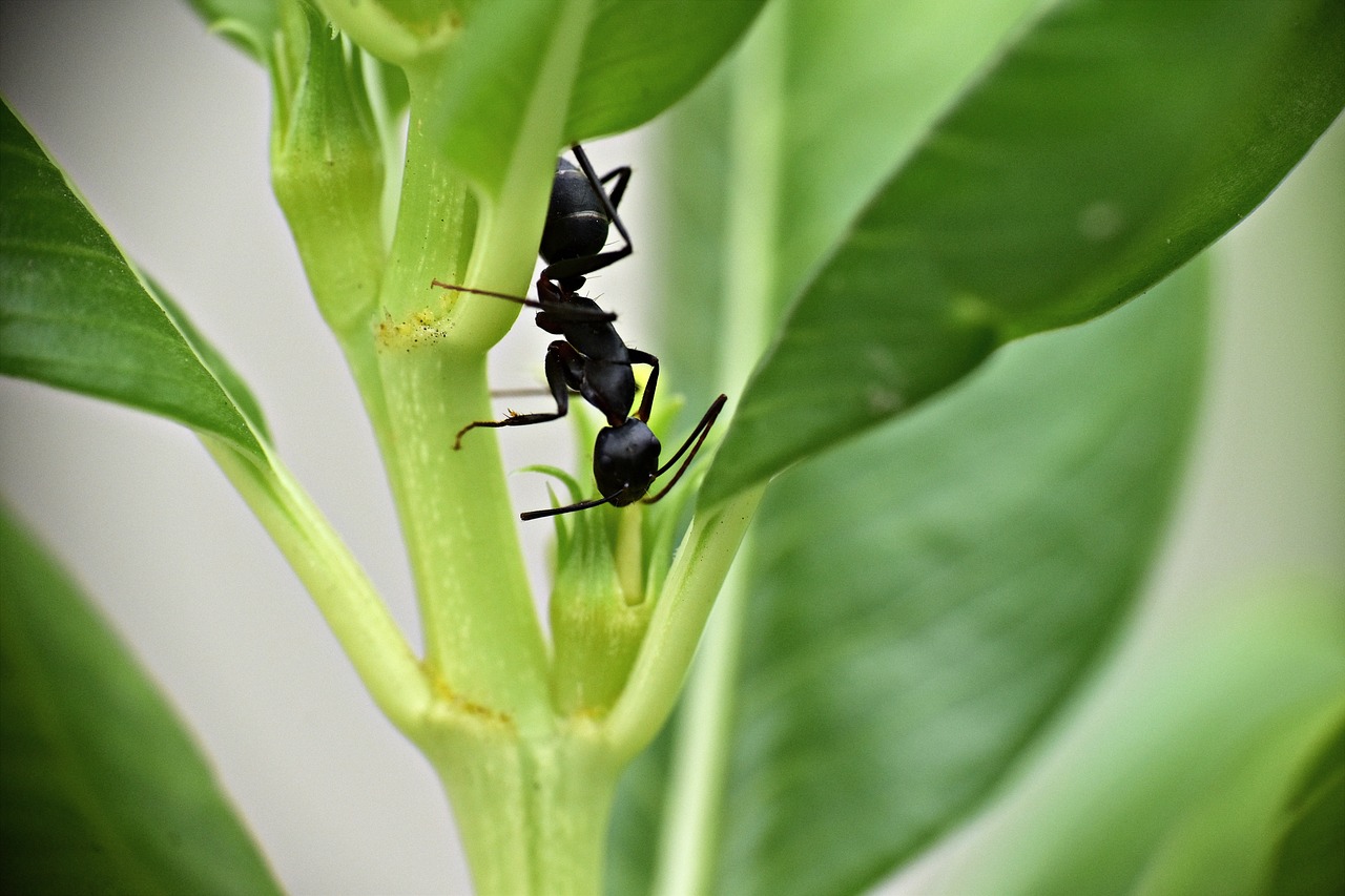 black ant  garden ant  insect free photo