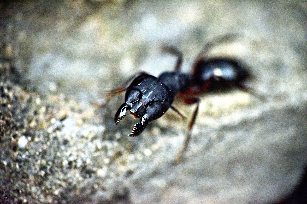 black ant  claws  mandibles free photo