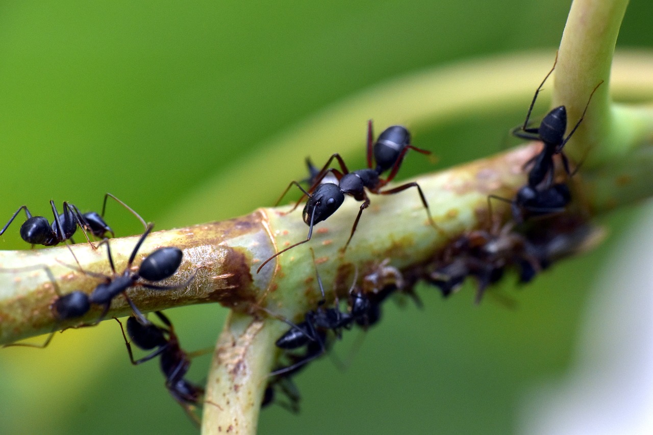 black ant  insect  garden ant free photo