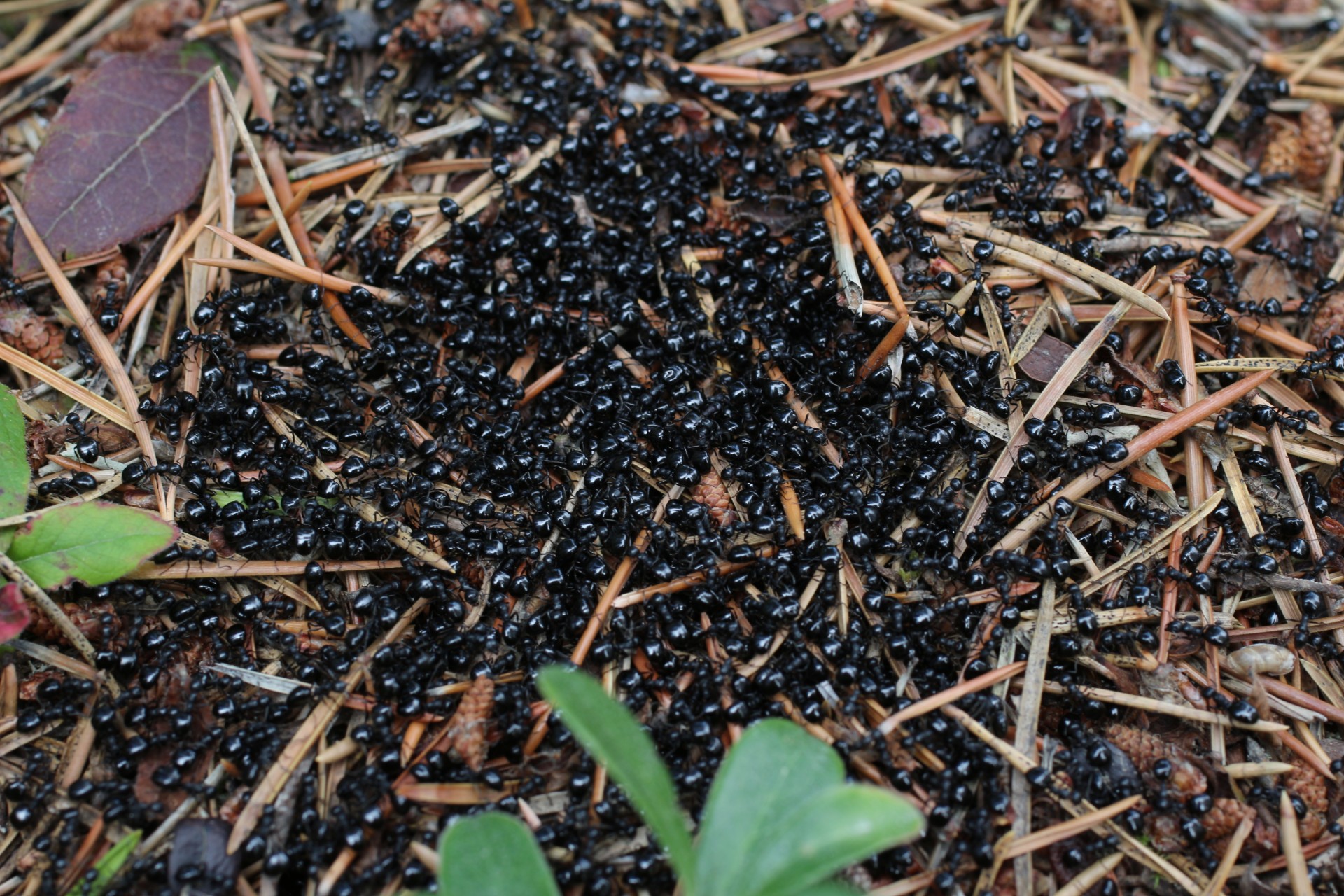 black ant hill free photo