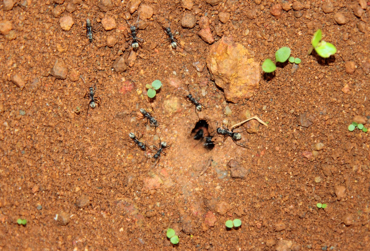 black ants ants ants from home free photo