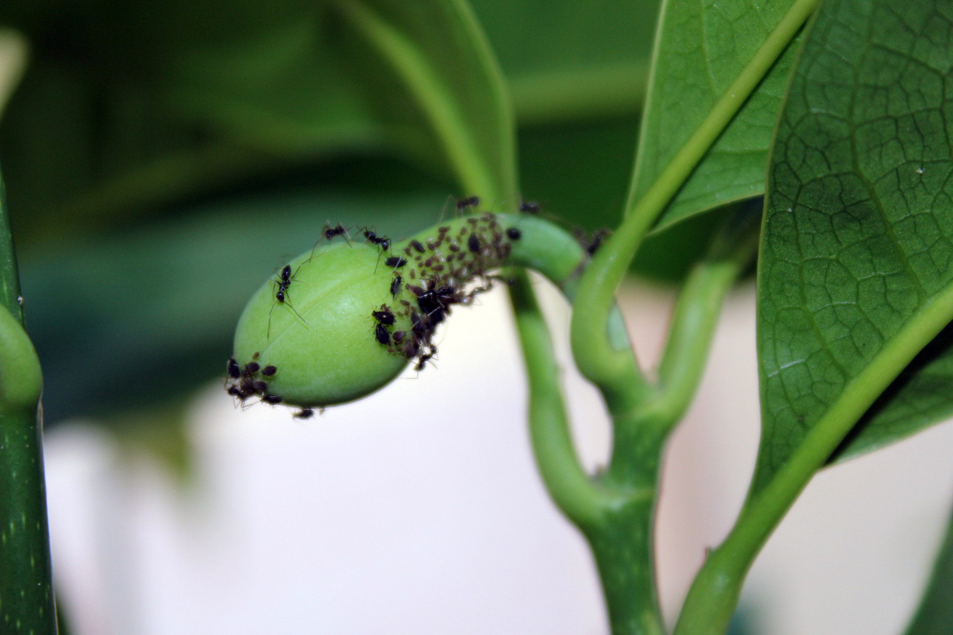 black ants seeds insects free photo