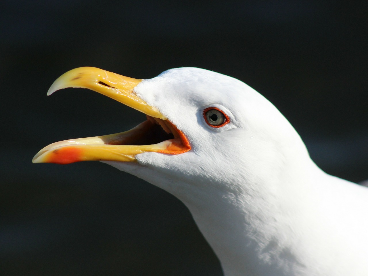 black-backed gull seagull bird free photo