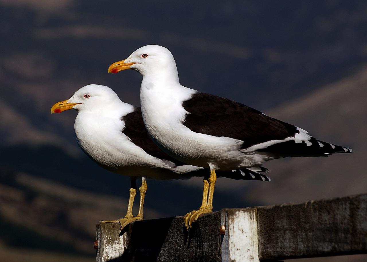 black-backed seagulls perched birds free photo