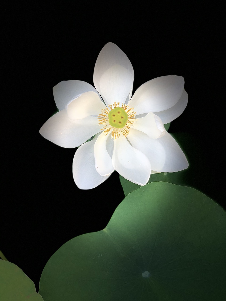 black background  lotus  outstanding free photo