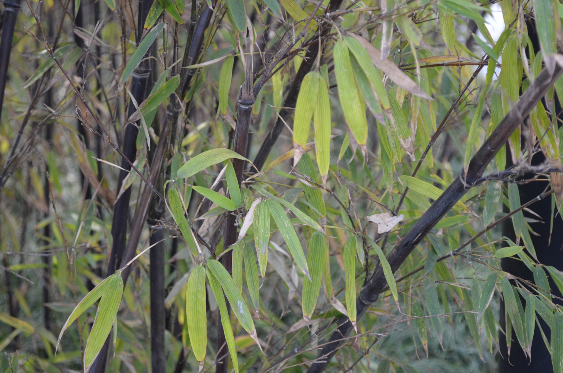 bamboo plant black free photo