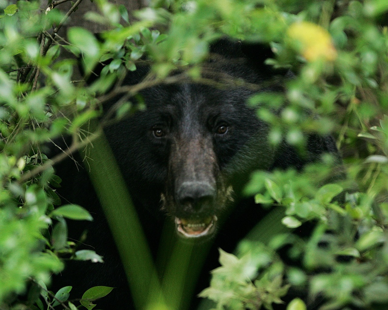 black bear portrait head free photo