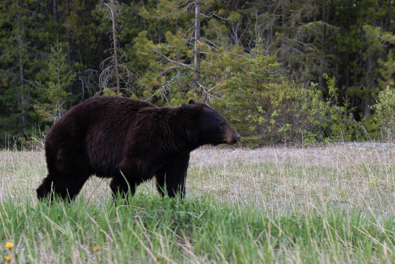 black bear meadow wild free photo