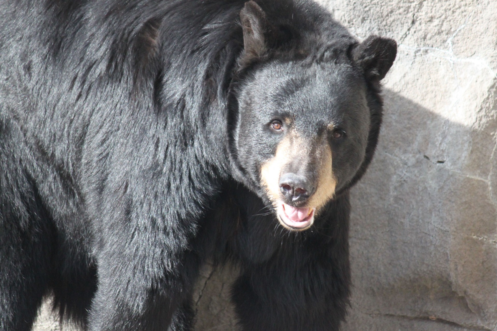 bear bears black bear free photo