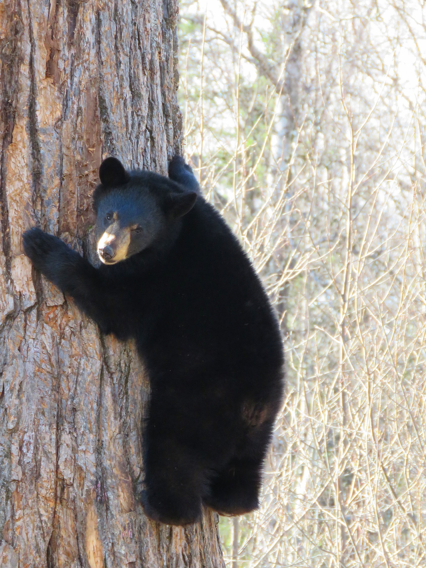black bear young cub free photo