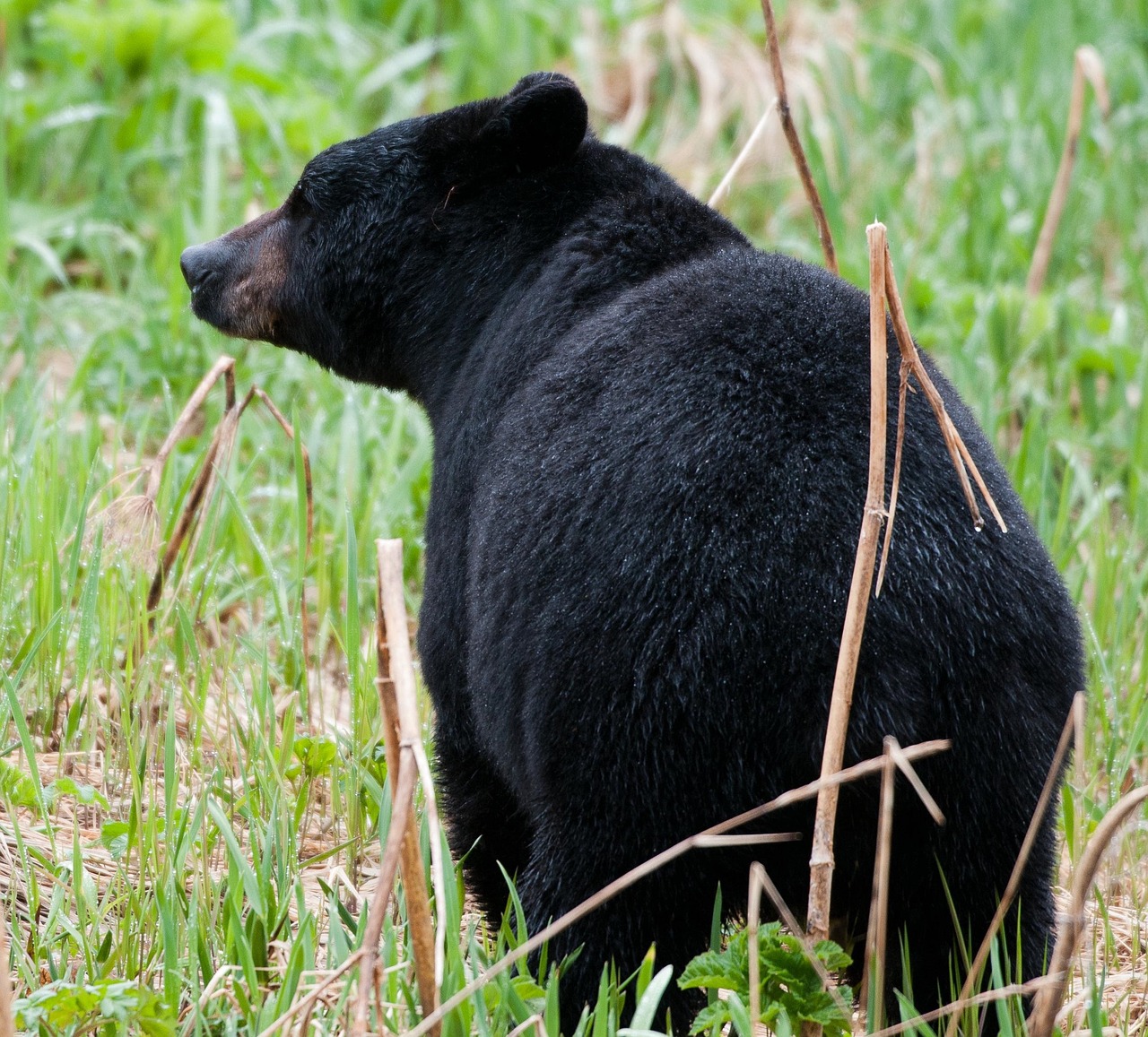 black bear meadow wild free photo