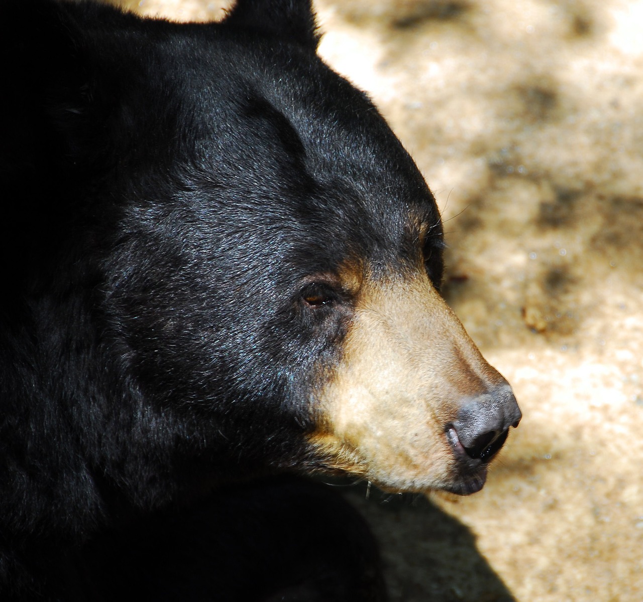 black bear animal wildlife free photo