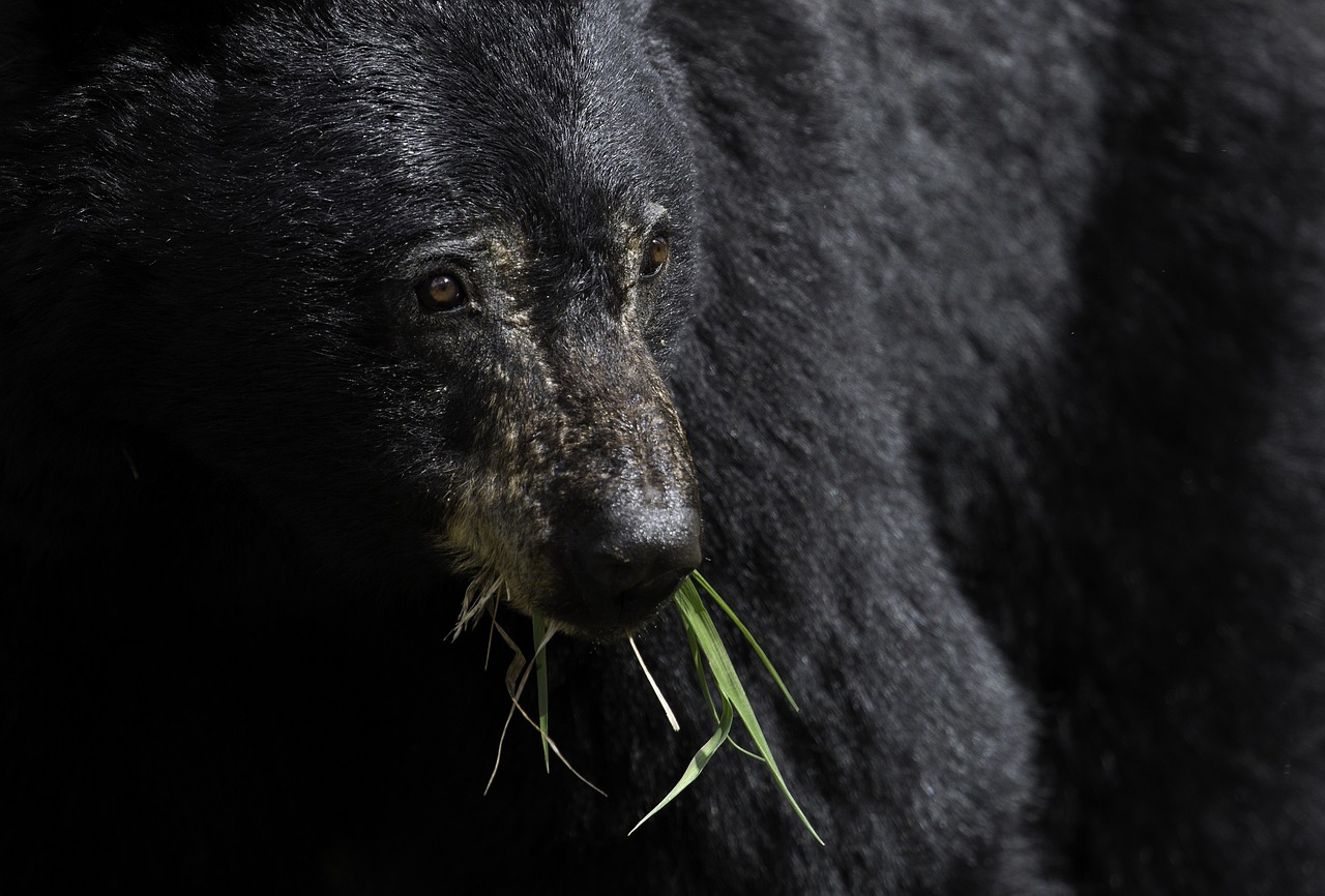 black bear eating wildlife free photo