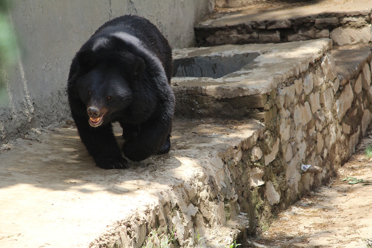 black bear indian bear omnivore free photo